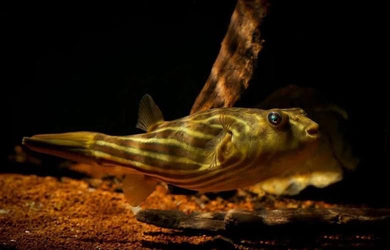 斑馬狗頭可以和恐龍魚混養嗎圖片大全