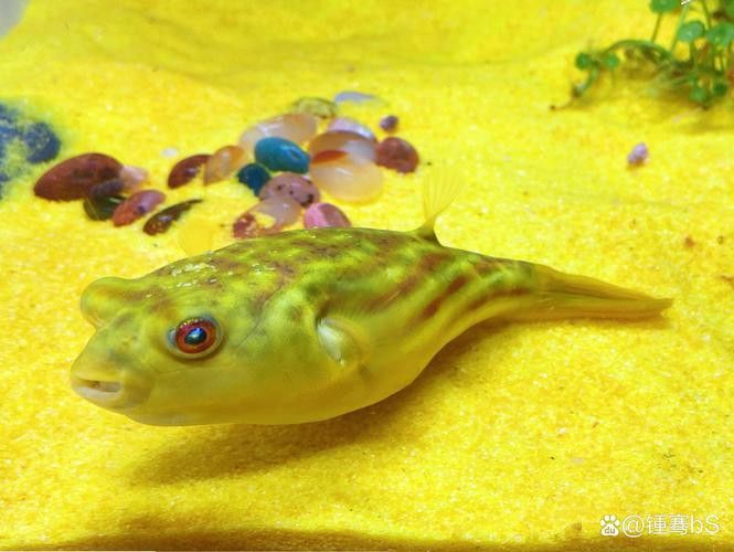 斑馬狗頭可以和恐龍魚混養嗎圖片大全