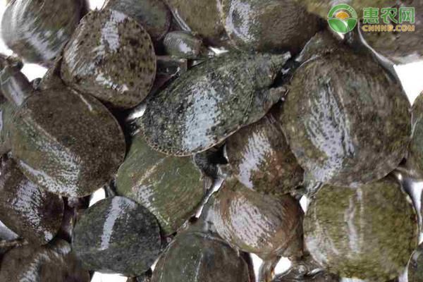 龍魚的產(chǎn)地是哪里：龍魚產(chǎn)地及分布