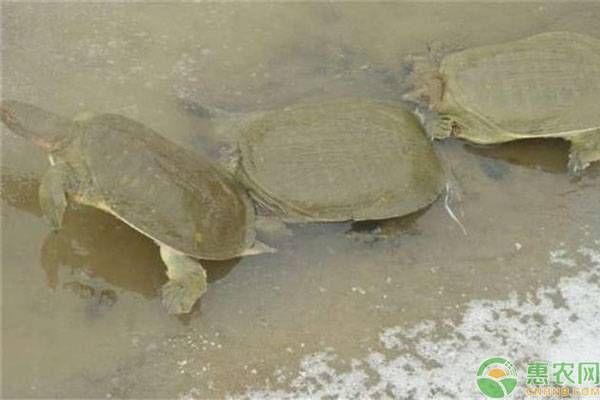 龍魚的產地是哪里：龍魚產地及分布