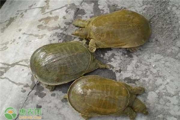 龍魚的產地是哪里：龍魚產地及分布