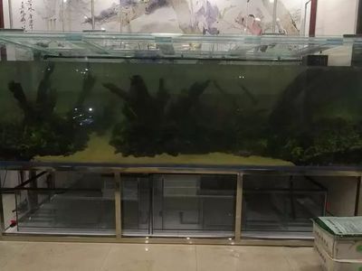 養(yǎng)龍魚(yú)水深要多少合適：養(yǎng)龍魚(yú)時(shí)水深的選擇