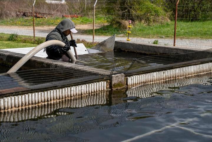 金龍魚ph值低怎么辦