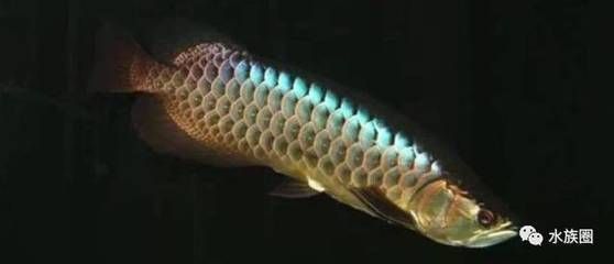 龍魚吃的多嗎，成年龍魚食量與水質的關系，龍魚的食量與水質的關系