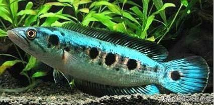 龍魚吃的多嗎，成年龍魚食量與水質的關系，龍魚的食量與水質的關系