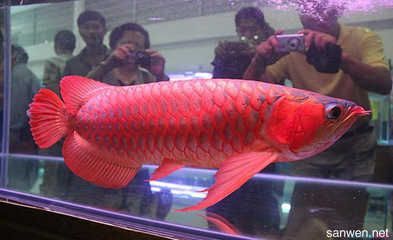 紅龍魚喂食方法和技巧（關于紅龍魚的喂食方法和技巧）
