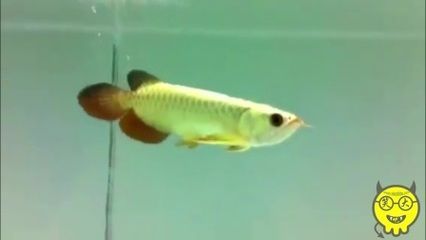 金龍魚(yú)小的時(shí)候長(zhǎng)什么樣：關(guān)于金龍魚(yú)幼體的一些基本信息 金龍魚(yú)小的時(shí)候長(zhǎng)什么樣：關(guān)于金龍魚(yú)幼體的一些基本信息 龍魚(yú)百科 第1張