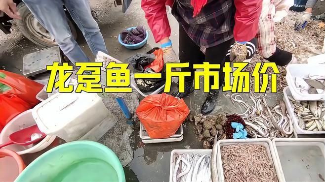 龍躉魚一斤市場價