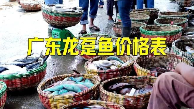 龍躉魚一斤市場價
