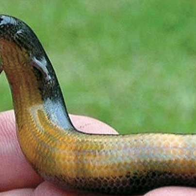 火龍魚是什么動物