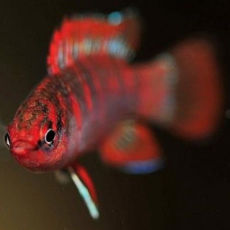 火龍魚是什么動物