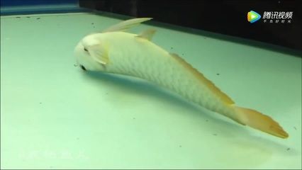 龍魚麻醉：龍魚麻醉后如何處理