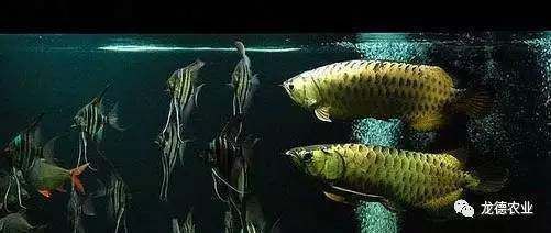 龍魚入缸多久開口，龍魚入缸后開口吃食的時間