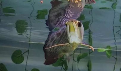 龍魚入缸多久開口，龍魚入缸后開口吃食的時間