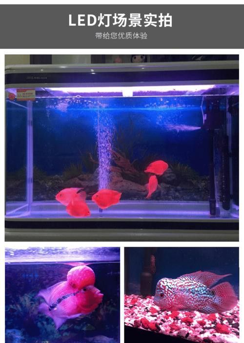 森森龍魚燈的用戶評價如何？