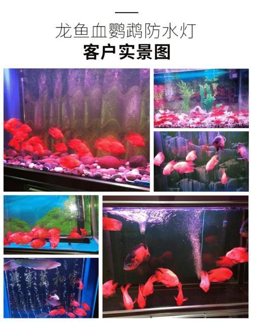 森森龍魚燈的用戶評價如何？