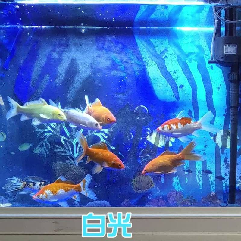 森森龍魚燈的用戶評價如何？