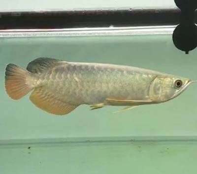 剛買回來的龍魚怎么處理（選購龍魚別掉坑里，重點關注這幾點）