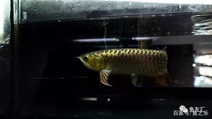 龍魚多少水溫合適喂食：養龍魚水溫多少合適