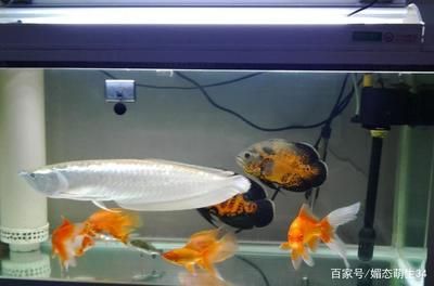 龍魚多少水溫合適喂食：養龍魚水溫多少合適
