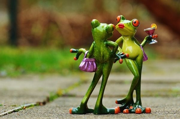 龍魚之巔app龍魚之巔app下載蘋果版（龍巔觀賞魚app下載）：龍魚之巔app新手養(yǎng)魚指南