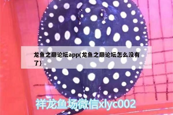 龍魚之巔app龍魚之巔app下載蘋果版（龍巔觀賞魚app下載）：龍魚之巔app新手養(yǎng)魚指南