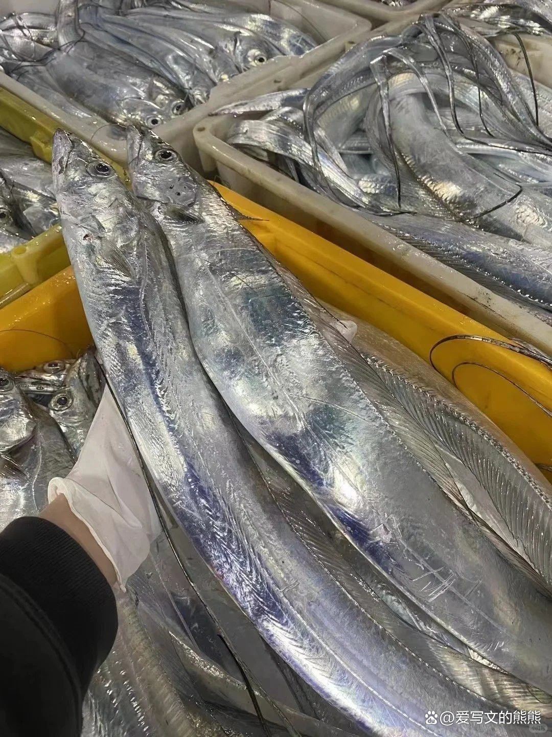 怎么辨別紅龍魚是不是寬身魚圖片