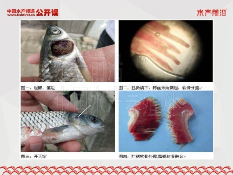 龍魚鰓蓋破損后如何判斷是否感染？