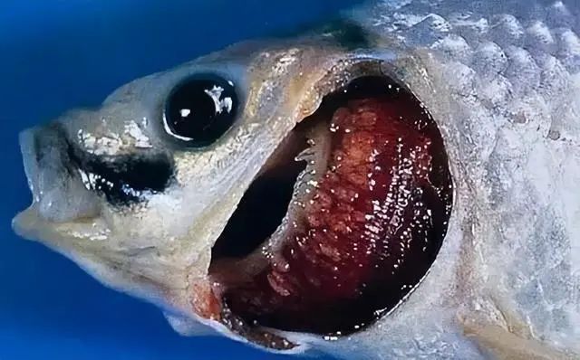 龍魚鰓蓋破損后如何判斷是否感染？