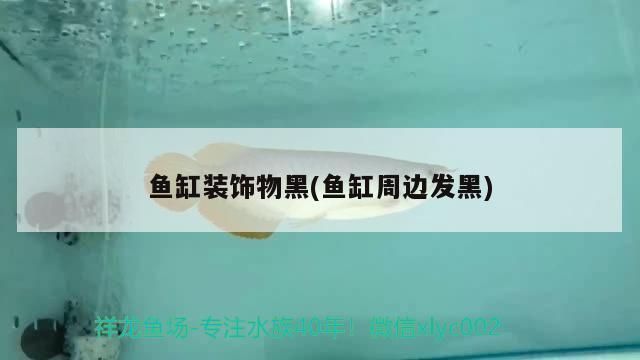 魚缸龍魚黑色背景圖：魚缸龍魚黑色背景圖是一種有效的裝飾方式魚缸背景圖 魚缸龍魚黑色背景圖：魚缸龍魚黑色背景圖是一種有效的裝飾方式魚缸背景圖 龍魚百科 第4張