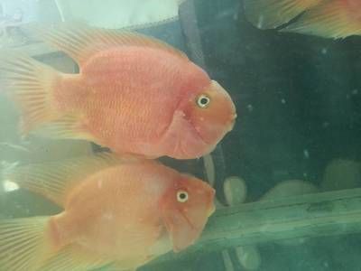 龍魚顏色突然變淺了怎么辦呢吃什么藥：如何處理龍魚顏色變淺的問題