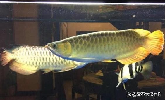 紅尾金龍魚什么時候發色最好