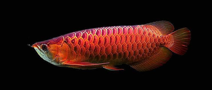 紅尾金龍魚什么時候發色最好