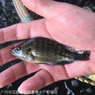 羅非魚可以和龍魚混養嗎：羅非魚和龍魚混養的注意事項