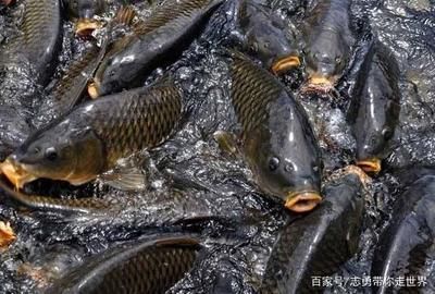 羅非魚可以和龍魚混養嗎：羅非魚和龍魚混養的注意事項