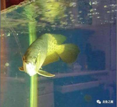 龍魚吃完食多長時間可以換水：龍魚吃完食后需要等待一段時間才能進行換水