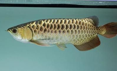 古典龍魚養(yǎng)大后是不是全金色的（為什么古典龍魚會越養(yǎng)越變金色） 古典龍魚養(yǎng)大后是不是全金色的（為什么古典龍魚會越養(yǎng)越變金色） 龍魚百科 第2張