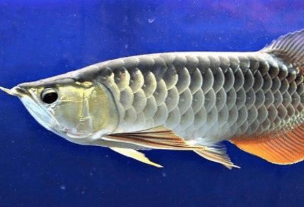 金龍魚吃活泥鰍后多久安全些：金龍魚吃泥鰍好不好