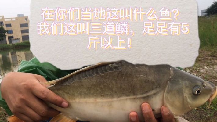 龍魚元寶鱗：關于龍魚元寶鱗的一些信息