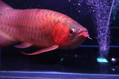 紅龍魚血統如何區分：關于紅龍魚血統區分的一些詳細信息