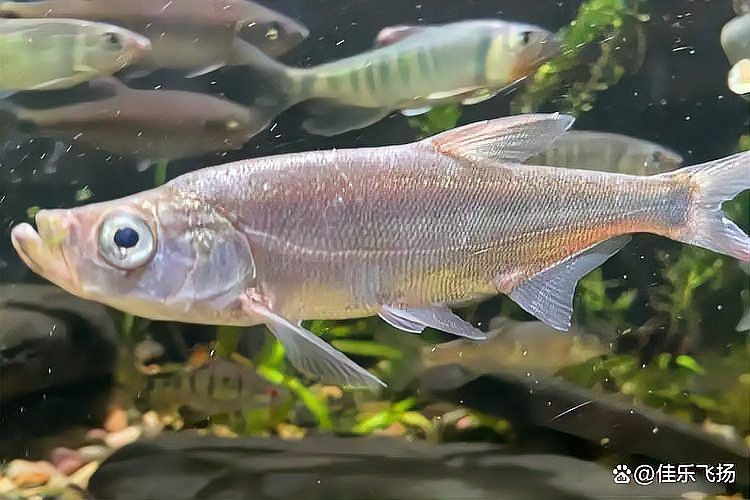 翹嘴魚是不是銀龍魚的一種呢