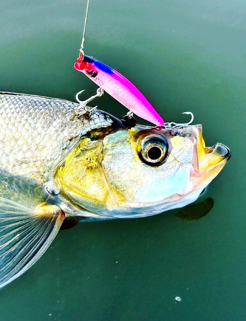 翹嘴魚是不是銀龍魚的一種呢