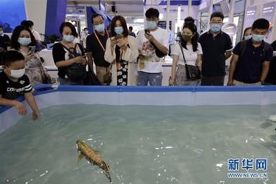 今日換了水龍魚老是往魚缸下面游是什么意思【如何判斷水龍魚在水中生活】