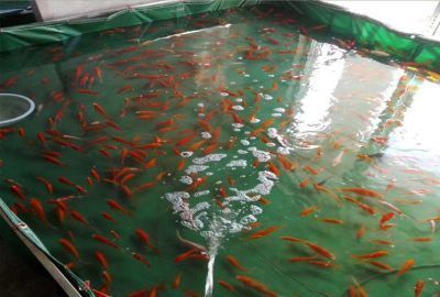 龍魚苗怎么養(yǎng)才能長(zhǎng)大一點(diǎn)呢，養(yǎng)殖龍魚苗使其快速長(zhǎng)大需要注意以下幾個(gè)方面