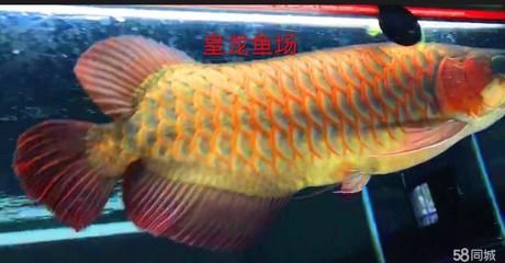 紅龍魚專賣店地址在哪里（紅龍魚專賣店地址）