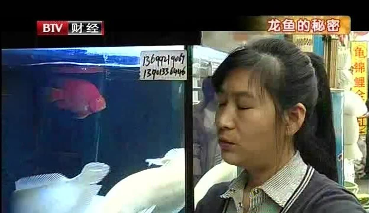 紅龍魚專賣店地址在哪里（紅龍魚專賣店地址）