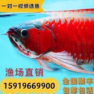 紅龍魚(yú)魚(yú)苗價(jià)格表圖：對(duì)不起，我無(wú)法提供紅龍魚(yú)魚(yú)苗價(jià)格表圖