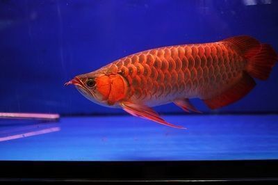 龍魚好壞怎么看圖解（如何判斷龍魚的好壞） 龍魚好壞怎么看圖解（如何判斷龍魚的好壞） 龍魚百科 第4張