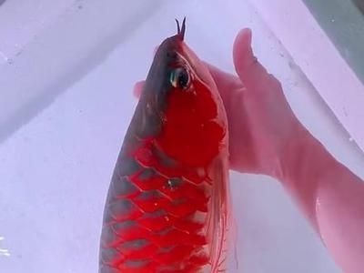 龍魚是不是海魚（龍魚不是海魚，而是淡水魚）