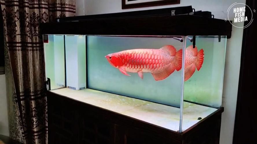 金龍魚魚缸背景色多久換一次？